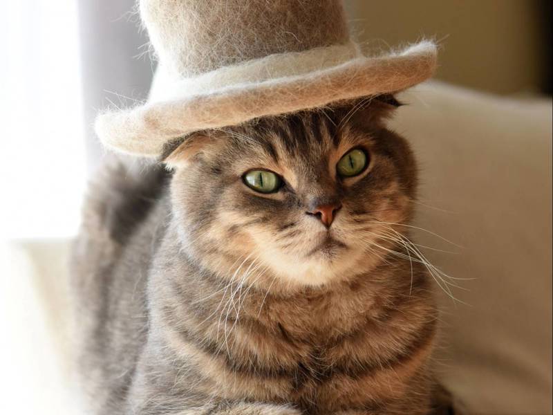 Cat Hat 5