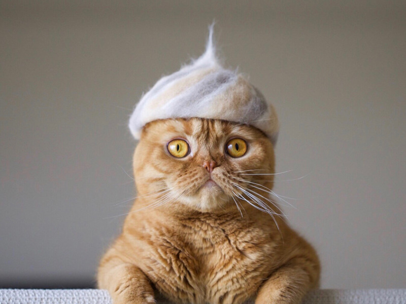 Cat Hat 4