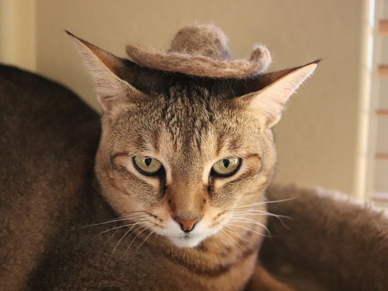 Cat Hat 1